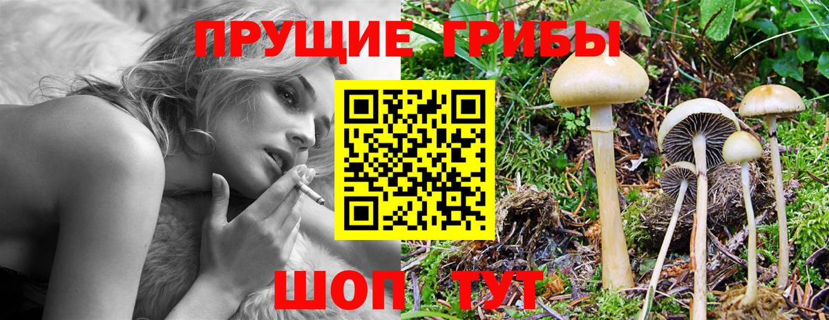 Галлюциногенные грибы Psilocybe Обь